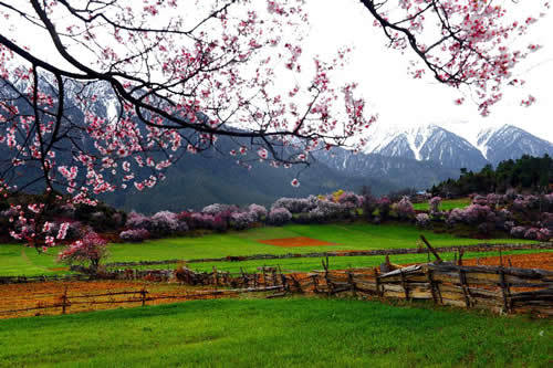 秘境墨脱+巴松措新措(桃花节) +然乌湖+来古冰川5日纯玩游