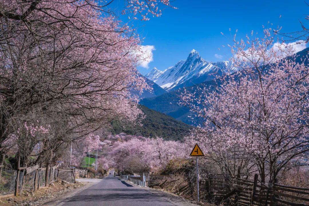 2025西藏林芝桃花节，各地赏花日期攻略